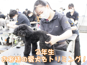 プロトリマーを目指して！